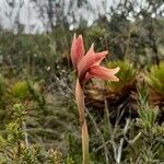 Stenorrhynchos vaginatum flower picture by Gabriel Ollivier (cc-by-sa)