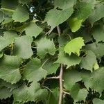 Tilia mongolica leaf picture by Dieter Albrecht (cc-by-sa)