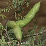 Vachellia farnesiana habit picture by Nelson Zamora Villalobos (cc-by-nc)