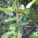 Lespedeza hirta leaf picture by Shirley Hutcherson (cc-by-sa)