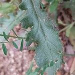 Senecio lividus leaf picture by Sergio costantini (cc-by-sa)