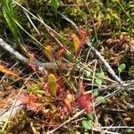 Drosera anglica leaf picture by Alyona Appel (cc-by-sa)