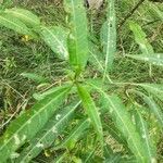 Solanum laciniatum leaf picture by Kem Sal (cc-by-sa)