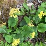 Primula elatior habit picture by Jacques Zuber (cc-by-sa)