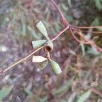 Eucalyptus microcarpa fruit picture by Cook David (cc-by-sa)