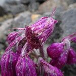 Senecio roseus flower picture by Fabien Anthelme (cc-by-sa)