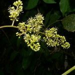 Vitis tiliifolia flower picture by Nelson Zamora Villalobos (cc-by-nc)