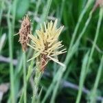 Carex pensylvanica flower picture by Kathryn Brown (cc-by-sa)