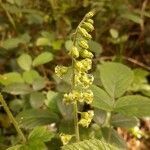 Tellima grandiflora flower picture by Rory O'Conor (cc-by-sa)