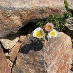 Ranunculus glacialis flower picture by Ryser Lorenz (cc-by-sa)