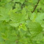 Physocarpus capitatus leaf picture by Maarten Vanhove (cc-by-sa)