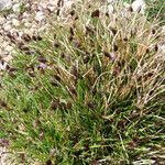 Sesleria caerulea habit picture by Emanuele Santarelli (cc-by-sa)