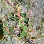 Berberis microphylla leaf picture by García Alejandro (cc-by-sa)