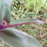 Tradescantia cerinthoides leaf picture by Villena Rojas Marcelo (cc-by-sa)