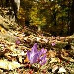 Crocus ligusticus flower picture by Samuele (cc-by-sa)