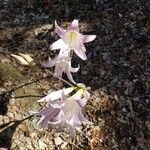 Amaryllis belladonna flower picture by Alain Lagrave (cc-by-sa)