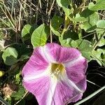 Calystegia soldanella habit picture by Patrice Bracquart (cc-by-sa)