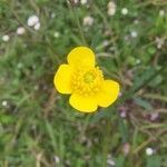 Ranunculus acris flower picture by simone simone (cc-by-sa)