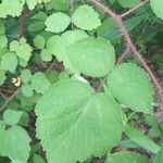 Rubus phoenicolasius leaf picture by Matthew DreamsOfBunnies (cc-by-sa)