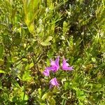 Calopogon tuberosus flower picture by Katie Erickson (cc-by-sa)