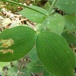 Lathyrus laxiflorus leaf picture by Ahmet Yılmaz (cc-by-sa)