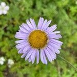 Erigeron peregrinus flower picture by Naïs LE GAL (cc-by-sa)