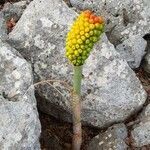 Arum italicum fruit picture by cerkill (cc-by-sa)