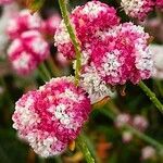 Eriogonum grande flower picture by bill oconnor (cc-by-sa)