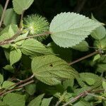 Acalypha arvensis habit picture by Nelson Zamora Villalobos (cc-by-nc)