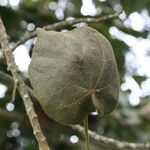 Dombeya reclinata leaf picture by S. Dufour-Kowalski (cc-by-sa)