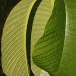 Couma macrocarpa leaf picture by Nelson Zamora Villalobos (cc-by-nc)