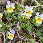 Viola arvensis flower picture by Joaquín Iglesias (cc-by-sa)