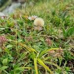 Erigeron alpinus habit picture by Jani Zadrgal (cc-by-sa)