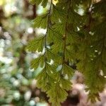 Hymenophyllum capillare leaf picture by cyprien alexandre (cc-by-sa)