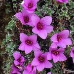 Saxifraga oppositifolia flower picture by Daniel Barthelemy (cc-by-nc)