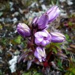 Gentianella foliosa flower picture by Fabien Anthelme (cc-by-sa)