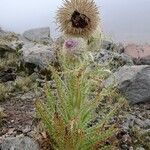 Cirsium nivale habit picture by Fabien Anthelme (cc-by-sa)