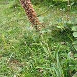 Digitalis parviflora habit picture by Burgospain (cc-by-sa)