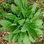 Digitalis purpurea habit picture by Julie Emilien Malchair Messier (cc-by-sa)