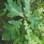 Quercus macrocarpa leaf picture by Boom Betty (cc-by-sa)