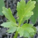 Ranunculus trilobus leaf picture by Sergio costantini (cc-by-sa)