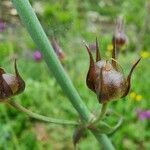 Linaria triornithophora fruit picture by Daniel Bourget (cc-by-sa)