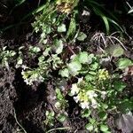 Nasturtium officinale habit picture by beurny (cc-by-sa)