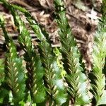 Asplenium boltonii flower picture by Bernard REYNAUD (cc-by-sa)