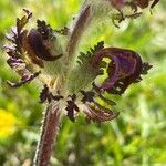 Pedicularis cenisia flower picture by Francois Mansour (cc-by-sa)