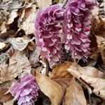 Lathraea squamaria flower picture by Iordache Alina (cc-by-sa)