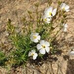 Cistus umbellatus habit picture by manchego anil (cc-by-sa)