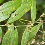 Lepidaploa canescens leaf picture by Nelson Zamora Villalobos (cc-by-nc)