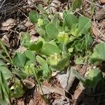 Tripodion tetraphyllum habit picture by huy HO (cc-by-sa)