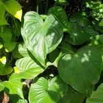 Alocasia cucullata leaf picture by Shane J .Anderson (cc-by-sa)